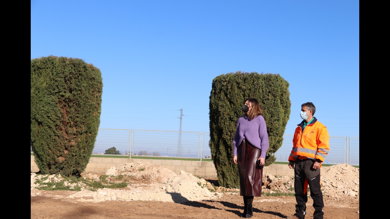 Replantación de cipreses para regenerar las zonas verdes